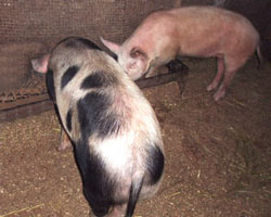 О вспышке африканской чумы свиней в Мурманской области